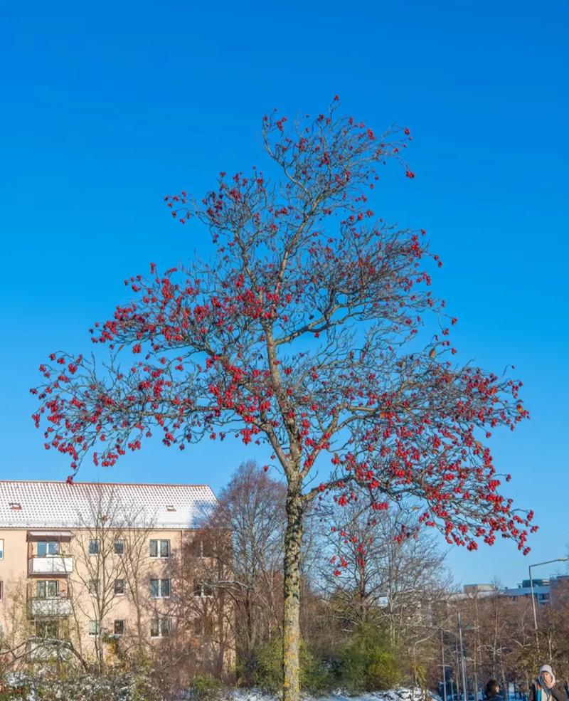 大树英格兰属于哪个社区