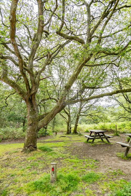 大树英格兰属于哪个社区
