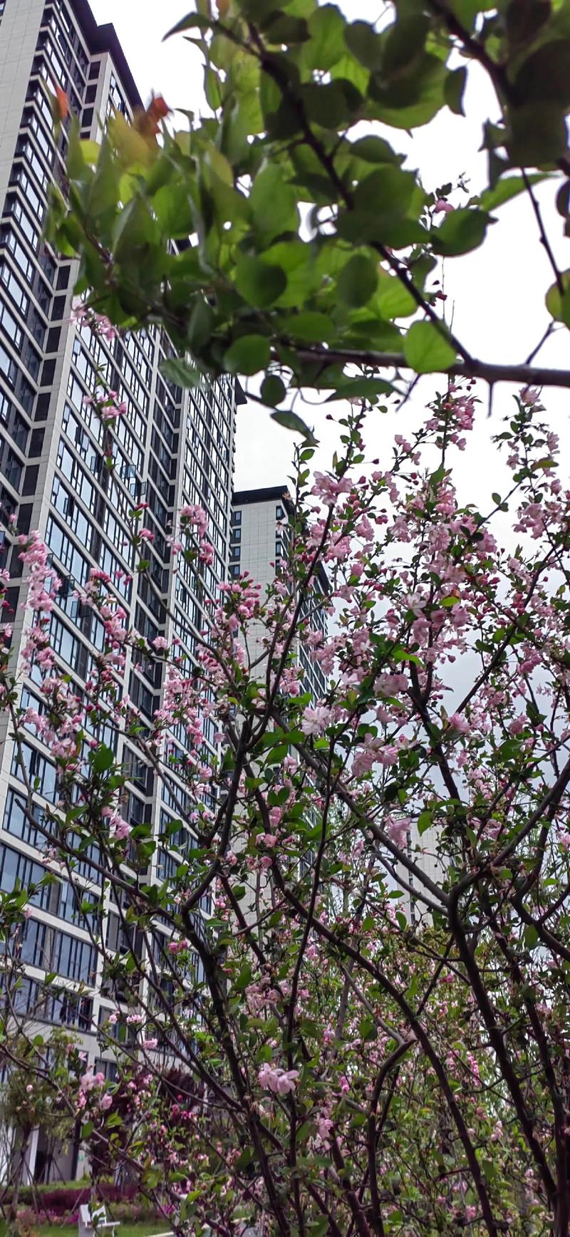 新乡市金谷华庭二手房价格