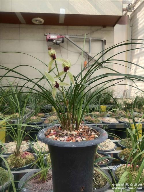 江东丹顶鹤社区的房价