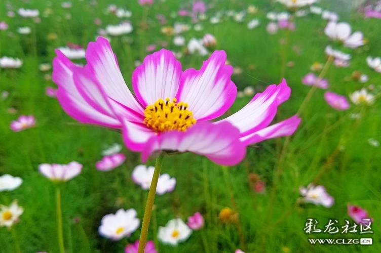 花语社区怎么屏蔽玩家