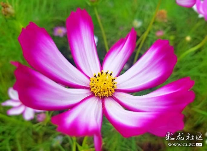 花语社区怎么屏蔽玩家