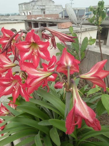 新津县普兴镇二手房价格