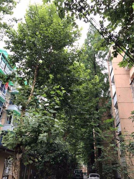 马塍路13号小区社区