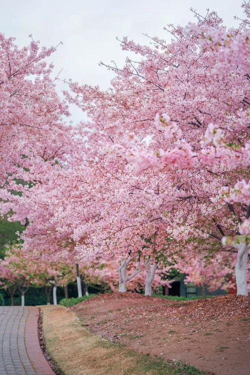宁波樱花社区的特点